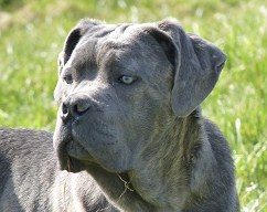 Easy des Terres de la Gatine