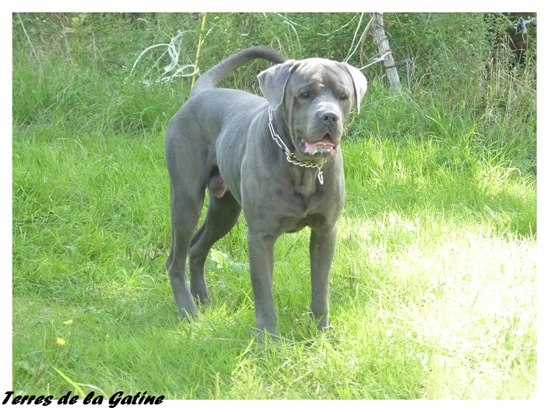 Doko des Terres de la Gatine