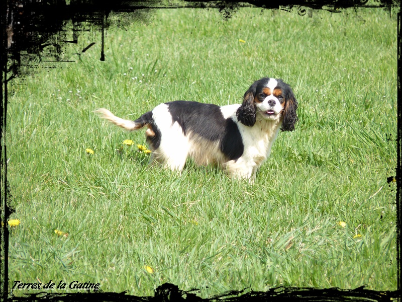 Dusty Du domaine des sylves