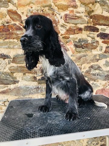Stella du domaine de kerjonc