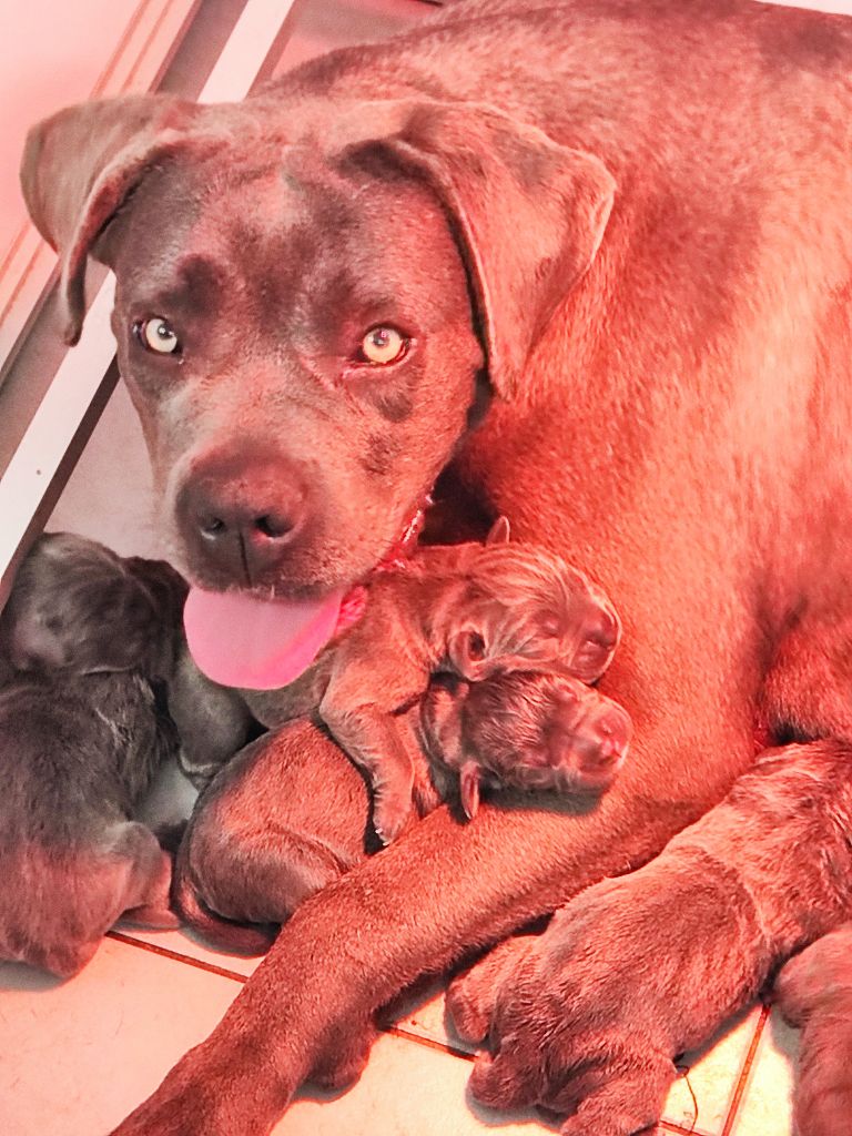 Chiots à réserver