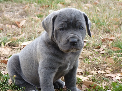 chiots chiva X Clint