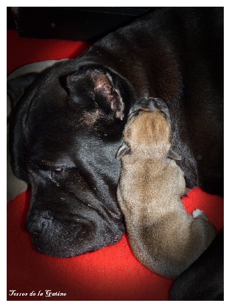 chiots usaya d'emozioni breizh X enhancer du domaine de la goupillere