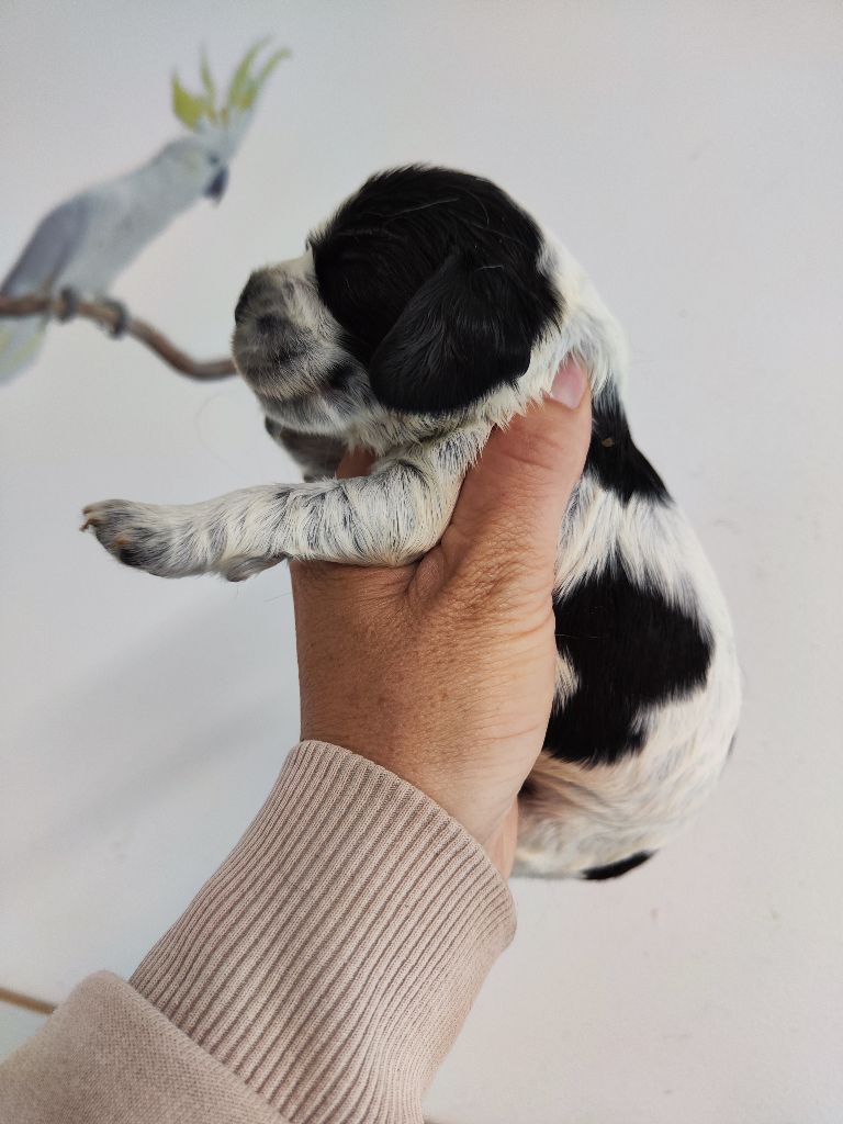 des Terres de la Gatine - Chiots disponibles - Cocker Spaniel Anglais