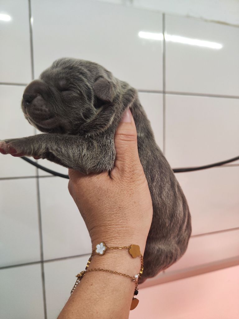 des Terres de la Gatine - Chiots disponibles - Cane Corso
