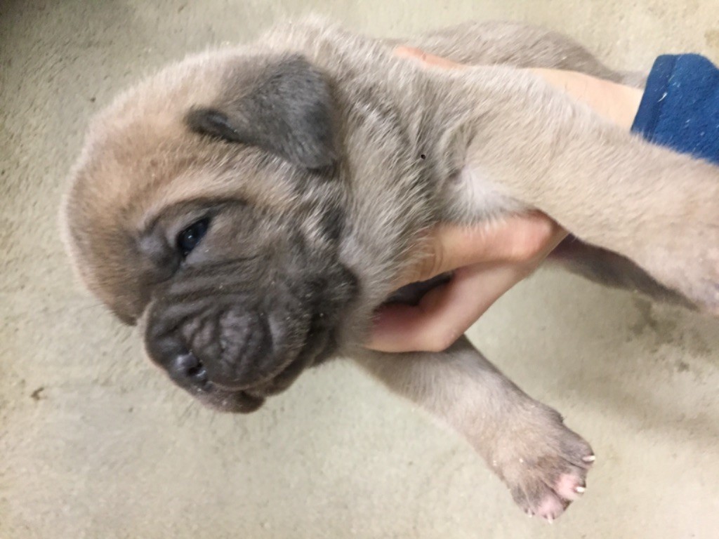 des Terres de la Gatine - Chiots disponibles - Cane Corso