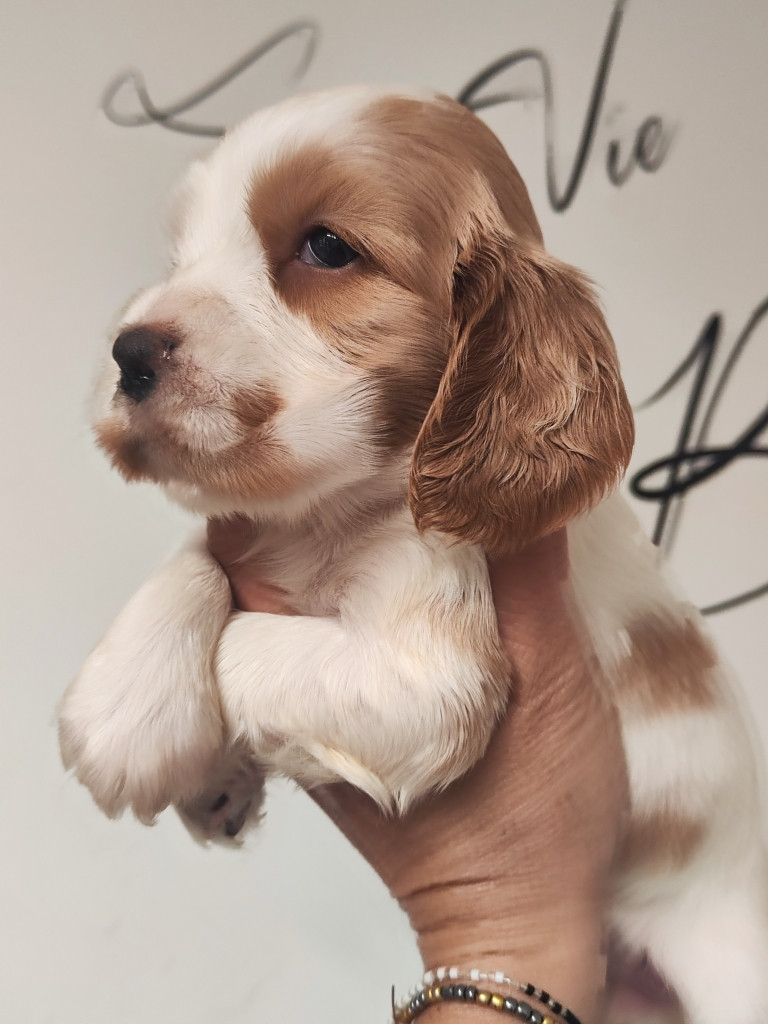 des Terres de la Gatine - Chiots disponibles - Cocker Spaniel Anglais