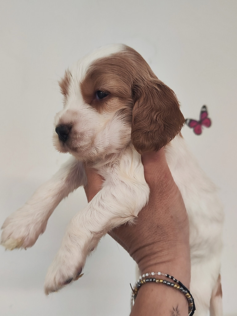 des Terres de la Gatine - Chiots disponibles - Cocker Spaniel Anglais