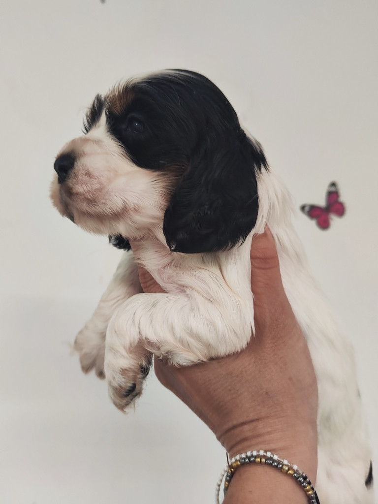 des Terres de la Gatine - Chiots disponibles - Cocker Spaniel Anglais