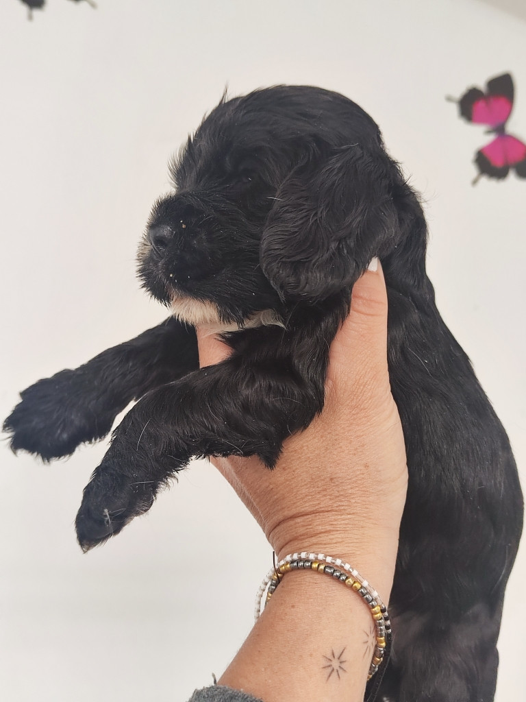 des Terres de la Gatine - Chiots disponibles - Cocker Spaniel Anglais