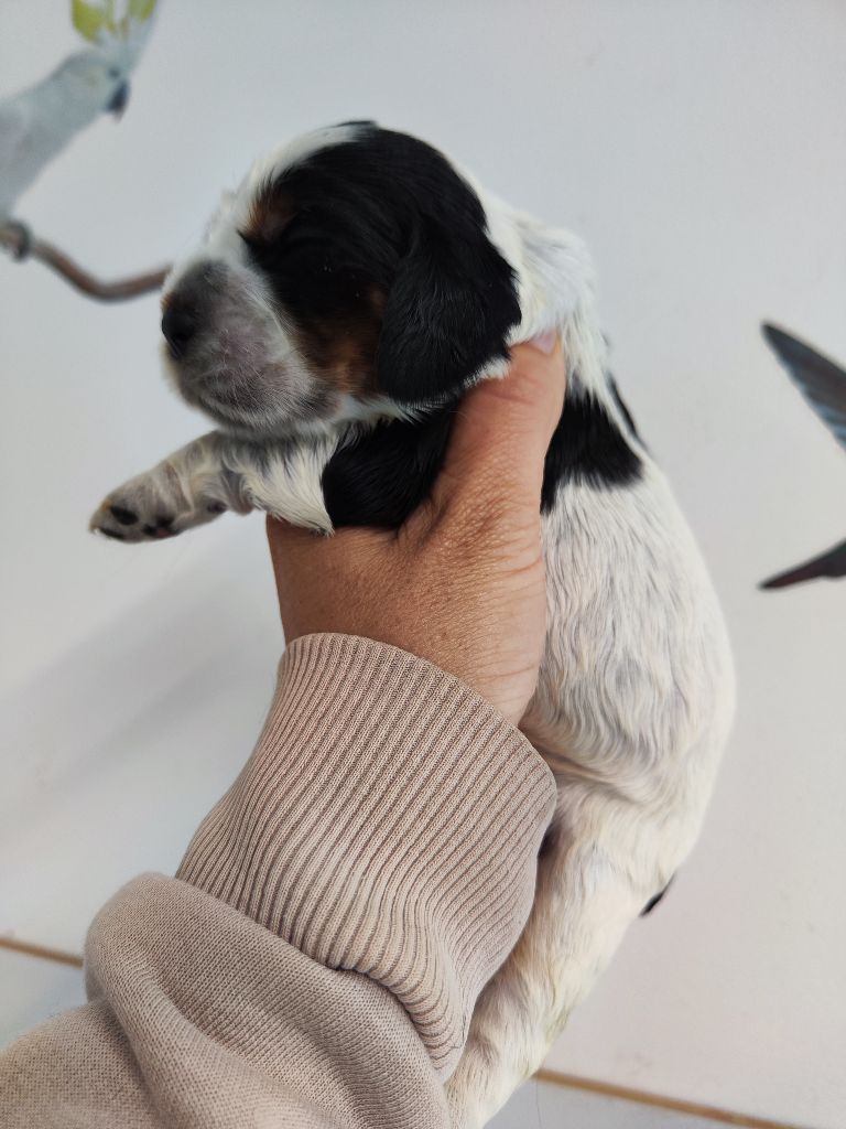 des Terres de la Gatine - Chiots disponibles - Cocker Spaniel Anglais