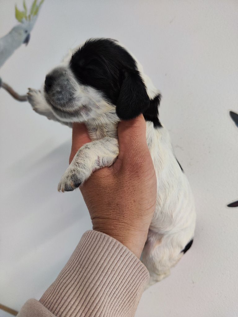 des Terres de la Gatine - Chiots disponibles - Cocker Spaniel Anglais
