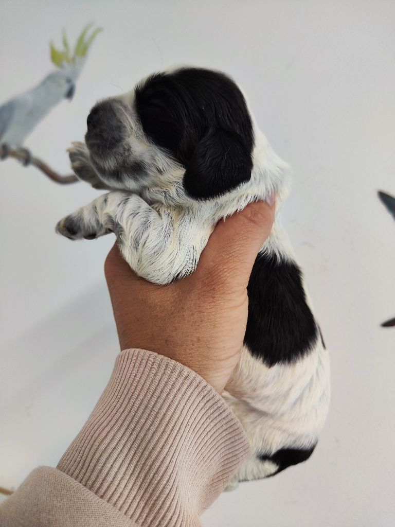 des Terres de la Gatine - Chiots disponibles - Cocker Spaniel Anglais