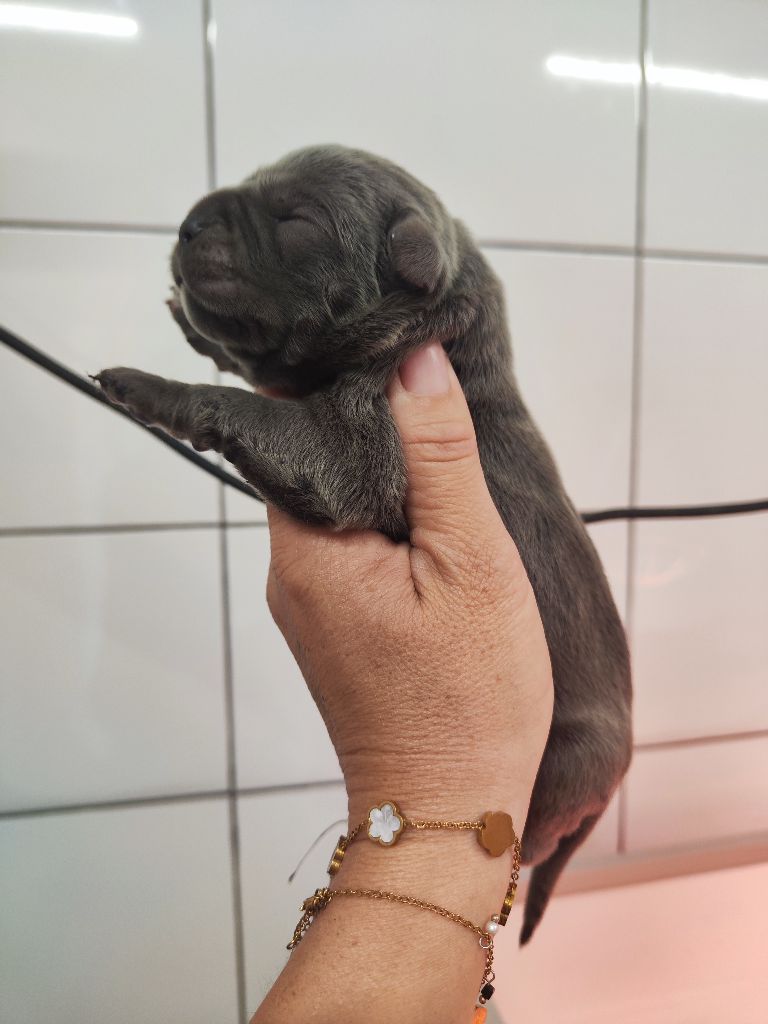 des Terres de la Gatine - Chiots disponibles - Cane Corso