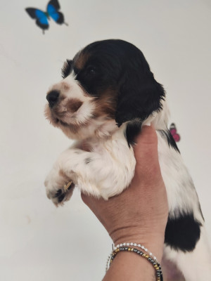 Chiot N°4