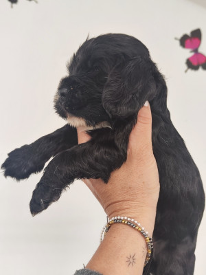 Chiot N°5