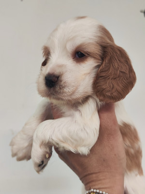 Chiot N°6