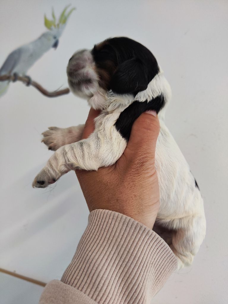 des Terres de la Gatine - Chiots disponibles - Cocker Spaniel Anglais