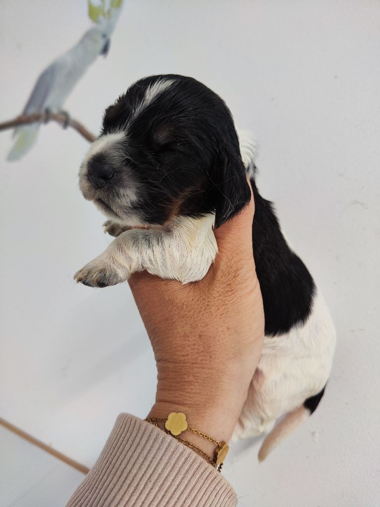 des Terres de la Gatine - Chiots disponibles - Cocker Spaniel Anglais