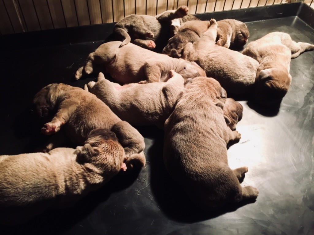 des Terres de la Gatine - Cane Corso - Portée née le 25/01/2018