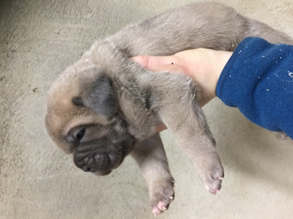 des Terres de la Gatine - Cane Corso - Portée née le 28/01/2018